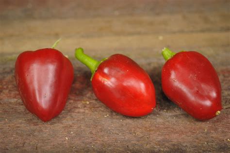 Pepper Pimento Elite – Banner Greenhouses