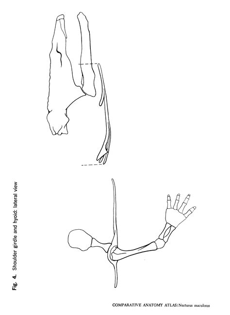 Comparative Anatomy Atlas: Necturus maculosus - Gans Collections and Charitable Fund