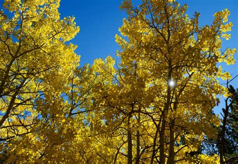 5 drives for seeing Colorado’s fall colors – The Denver Post