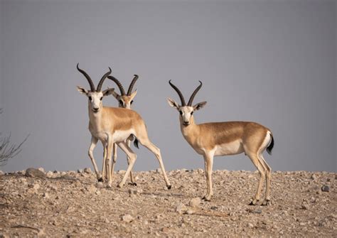 2,156 Arabian Gazelles Images, Stock Photos, 3D objects, & Vectors ...