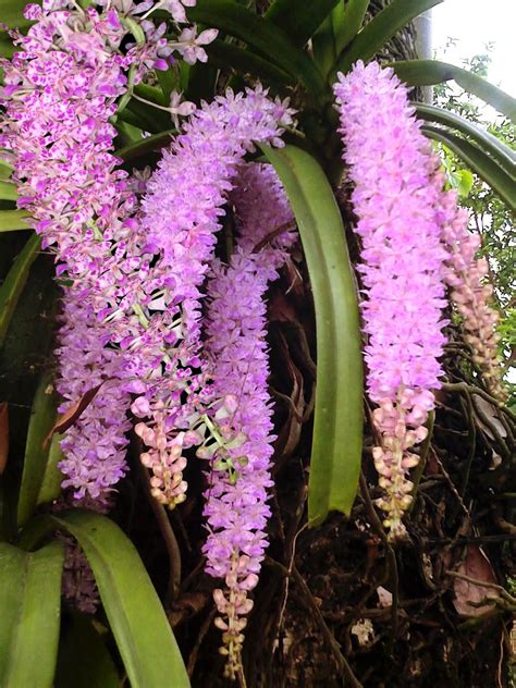 Kopou Phool (Orchid of Assam) | Indian flowers, Orchid flower, Orchids