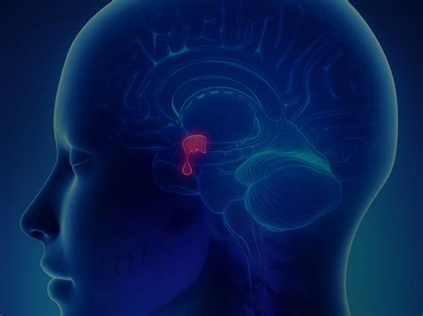 Pituitary Gland Tumor: Symptoms of Pituitary Adenoma