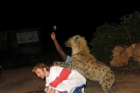 Hyena Feeding in Harar, Eastern Ethiopia