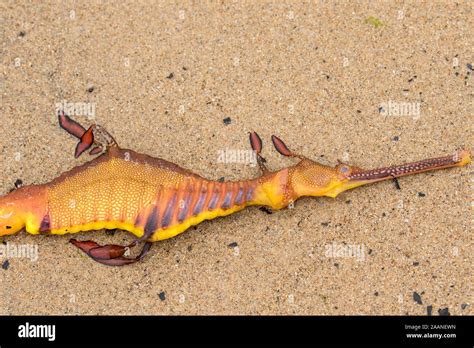 Weedy Sea Dragon Stock Photo - Alamy