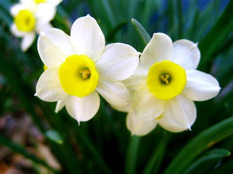 What Is Narcissus Origin at Rita Jones blog