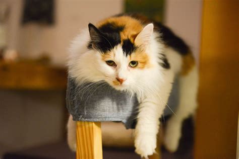 Free photo: Calico Cat - Kitten, Young, Whiskers - Free Download - Jooinn