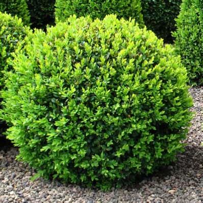 American Boxwood Shrub | Giardini esterni, Progettazione di cortili, Buxus