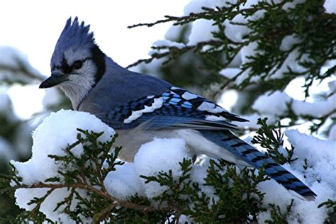 The Blue Jay | Canadian Lovely Bird Basic Facts & Information | Beauty ...