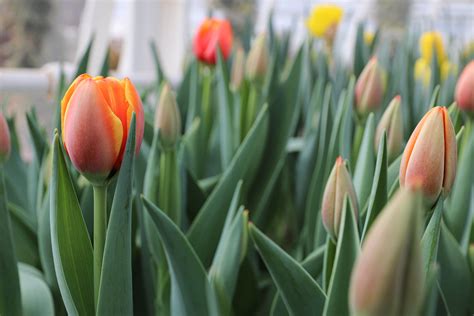 Where to See Spring Flowers in Connecticut | LaptrinhX / News