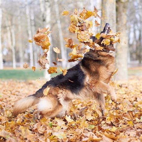 Fall means leaf piles! ?? What’s your dog’s favorite autumn activity? | Vita Bone