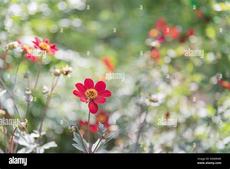 Red Dahlias in a Garden Stock Photo - Alamy