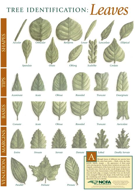 Printable Tree Leaf Identification Chart