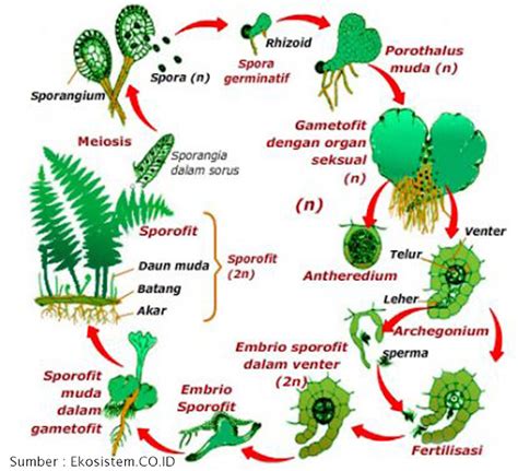 Reproduksi Tumbuhan Gymnospermae paku dan lumut - POJOK IPA