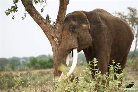 "Decoding the Enigma: Distinguishing Tusks and Tushes in Asian Elephants" - Tintuc4