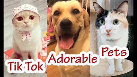 Adorable Pets - Videos Tik Tok Animal So Cute 2019 - YouTube