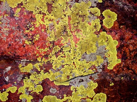 Lichen Free Photo Download | FreeImages