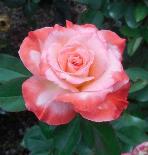 Raleigh Rose Garden - Variegated Roses - The Gardening Cook