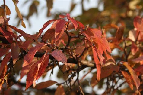 Cornellian Cherry - Cornus mas - 1 m tall Grafted Cultivars - Bulk Order