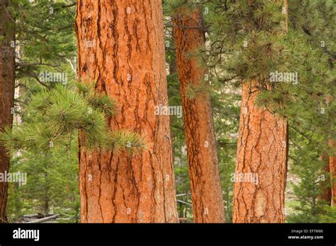 Ponderosa pine, Rocky Mountain National Park, Colorado Stock Photo - Alamy