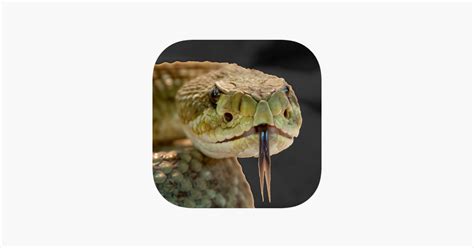 ‎Rattlesnake Sounds on the App Store