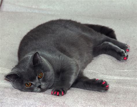 Kostenlose foto : Kätzchen, schwarze Katze, schwarz, Whiskers, Wirbeltier, Bombay, Chartreux ...