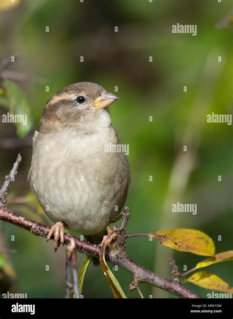 Female Tree sparrow ( passer montanus Stock Photo - Alamy