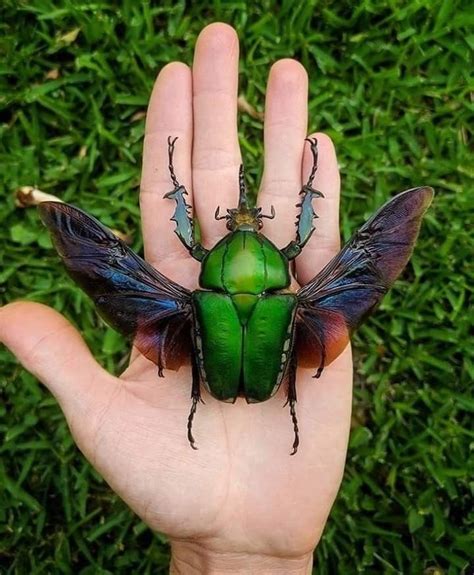 Pin by sciutoabby on Flora&Fauna | Beautiful bugs, Bugs and insects, Beetle