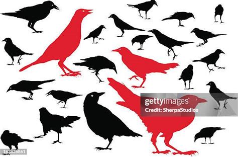 119 Murder Of Crows Stock Photos, High-Res Pictures, and Images - Getty Images