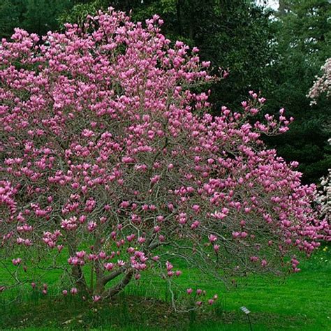 Flowering Shade Trees Zone 5 - 7 Small Flowering Trees For Small Spaces ...