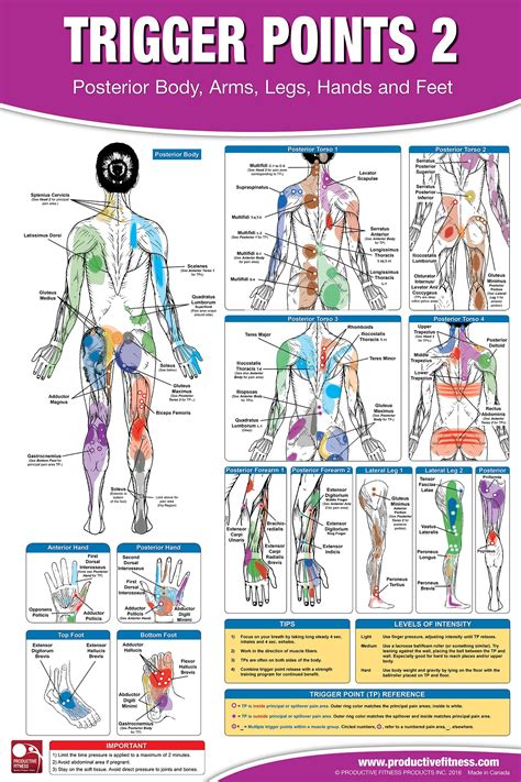 Massage Back Muscle Chart : Frozen Shoulder Massage Trigger Points 10 Recommended Stretches ...