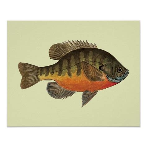 Bluegill Bream Poster Zazzle Watercolor Fish, Original Watercolor ...