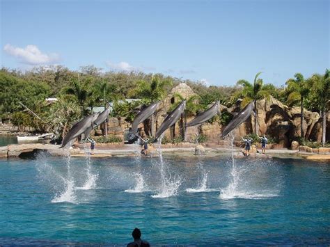 Dolphin show at Seaworld on the Gold Coast, Australia #travel #animals ...