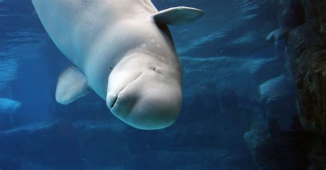 What Do Beluga Whales Eat? - A-Z Animals