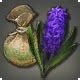 Hyacinth Bulbs