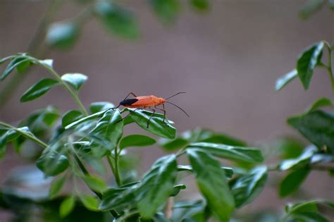 How to Get Rid of Boxelder Bugs Permanently (2022) | BugWiz