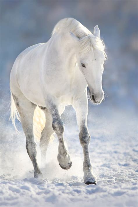 White Horse Running In Snow Wallpaper