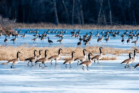 Research | Nebraska Game & Parks Commission