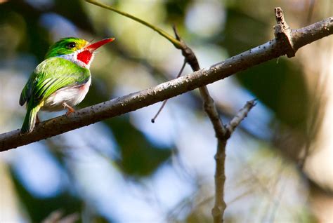 Cuban Tody | Found this bird which is endemic to Cuba in Zap… | Flickr