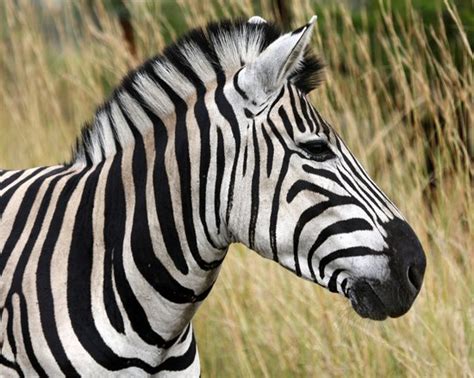 Free Zebra - South African 2 Stock Photo - FreeImages.com