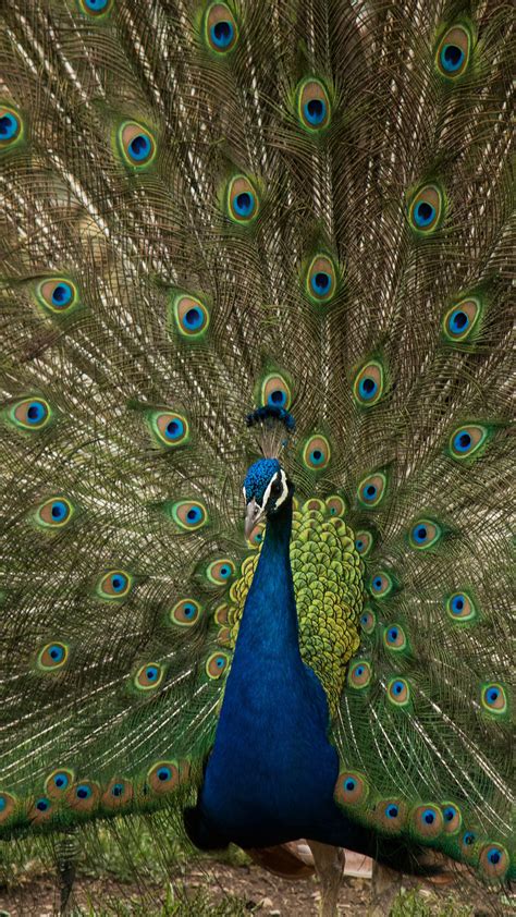 ni68-peacock-animal-beautiful-nature-wallpaper