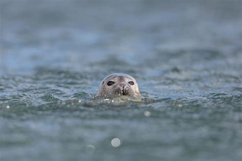 A Guide To The Orkney Islands - An Introduction