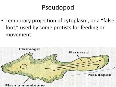 Biology 20.2