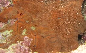 Encrusting Sponges - Sponge identification USVI Caribbean