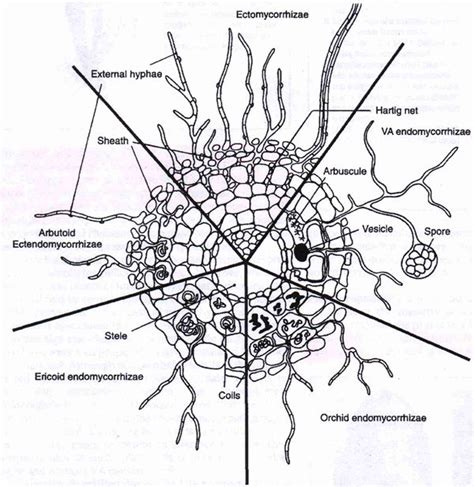 16 best Mycorrhiza images on Pinterest | Fungi, Botanical drawings and Botanical illustration