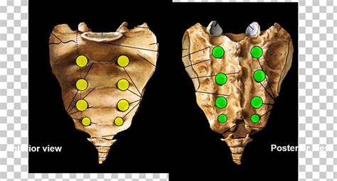 Intervertebral Foramen Sacrum Posterior Sacral Foramina Ventraal Dorsum PNG, Clipart, Anatomy ...