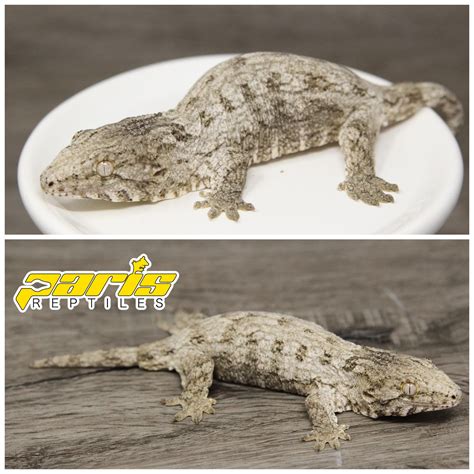 Mixed Locale Male Leachianus Gecko by Paris Reptiles - MorphMarket