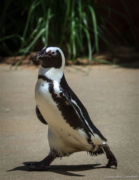 African Penguin Habitat