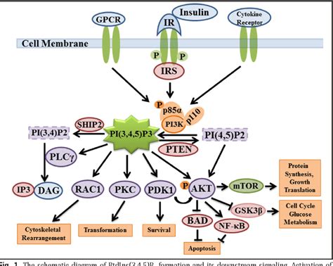 Phosphatidylinositol Pathway