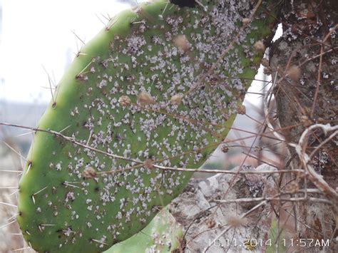 Cottony Cochineal Insect | CactusNet