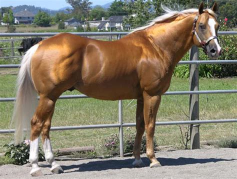 » Horse Color Genetics: Buckskin, Palomino, Dun